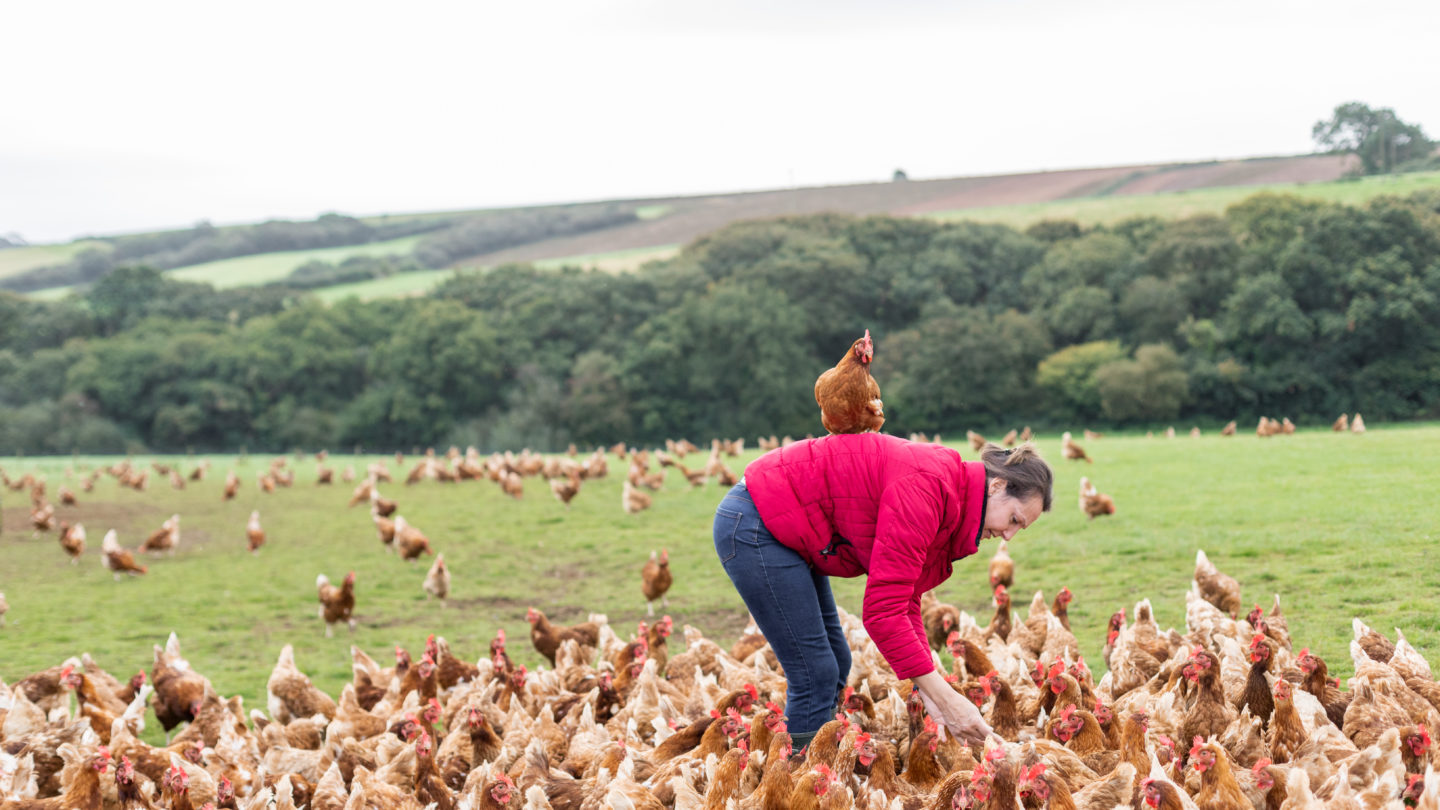 Woman feeding free range hens in field at St Ewe egg producer in Cornwall