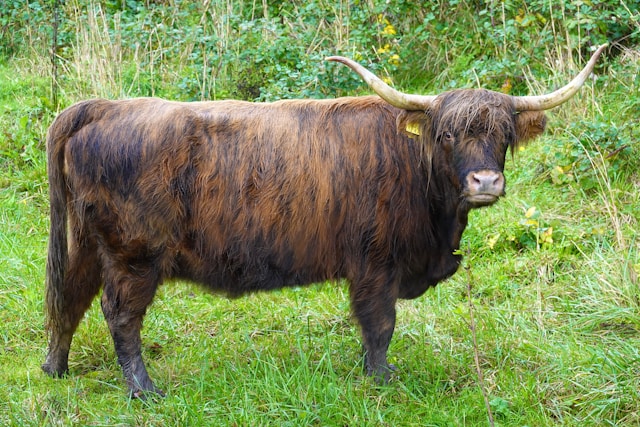 Bull in a field.