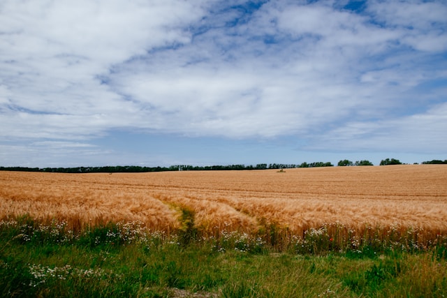 A field of wheat.