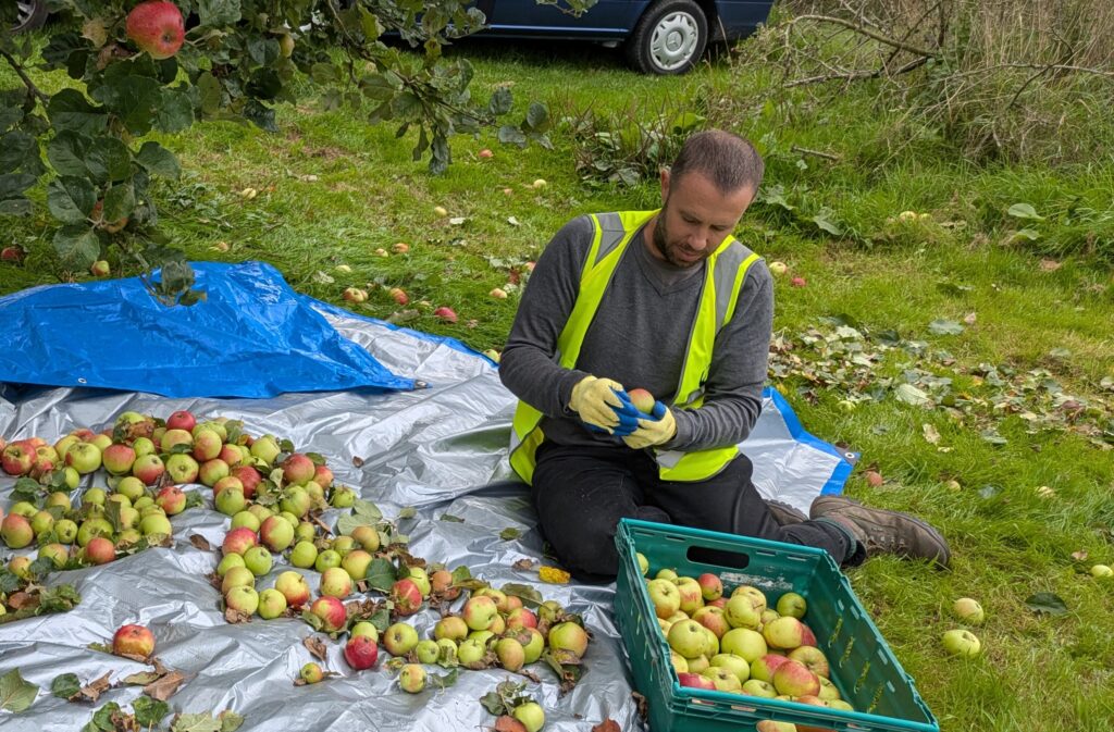 Man wearing a high vis vest and grey jumper sits on a tarpaulin sorting apples in an orchard. There's a crate of apples in front of him and more on the tarpaulin