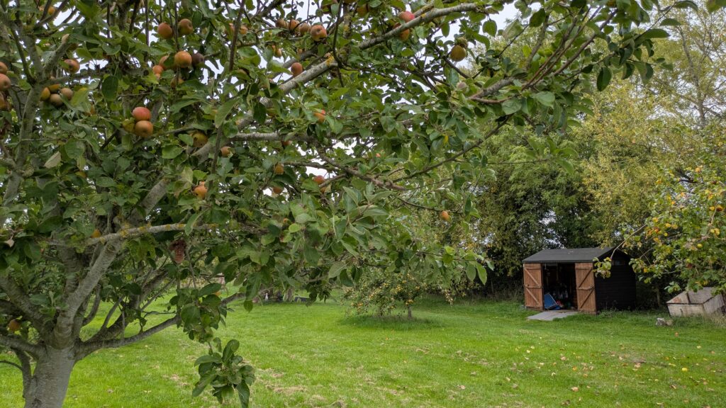 Close up of apples on a tree in an orchard. There is grass, more apple trees and a small wooden shed in the background