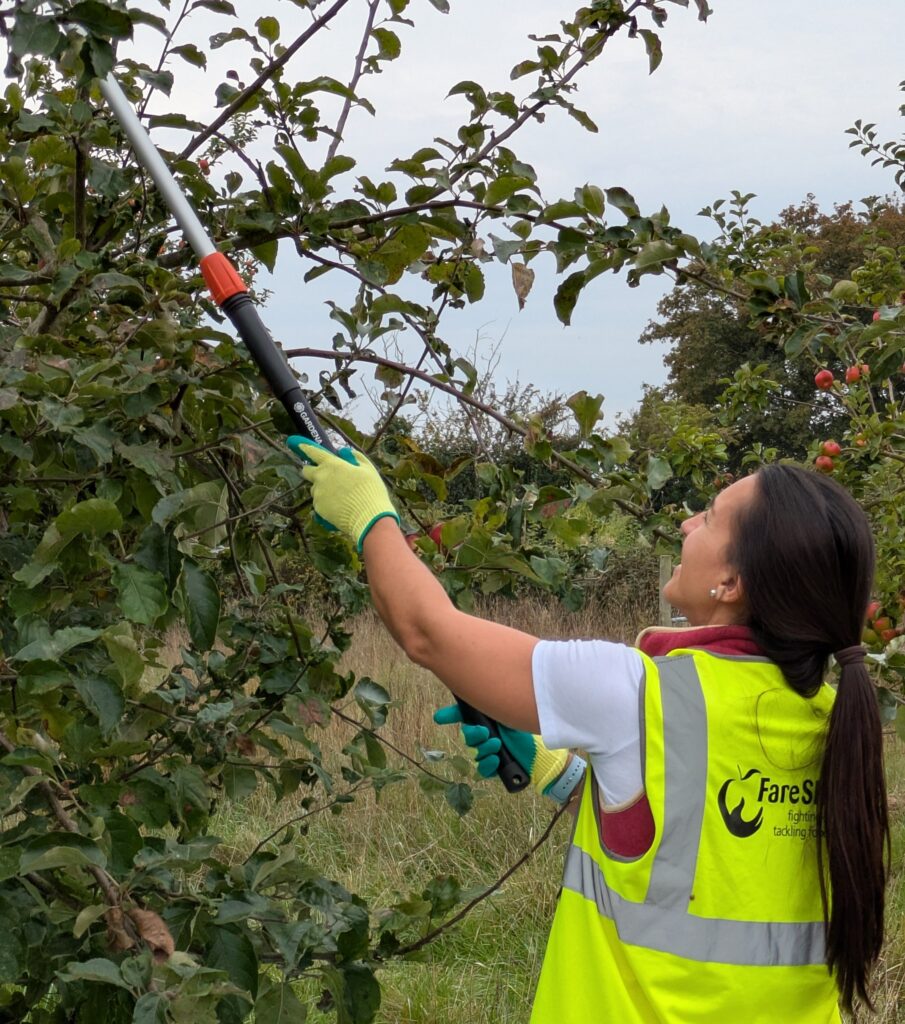 Side profile of woman wearing high vis vest using a long pole with a grabber to pick apples off a tree in an orchard