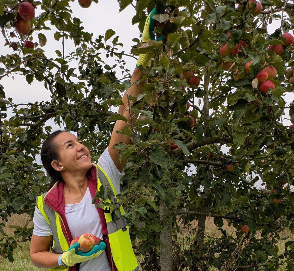 Woman wearing high vis vest and a white t-shirt reaches up to pick apples from a tree. She is smiling and has three apples in her other hand