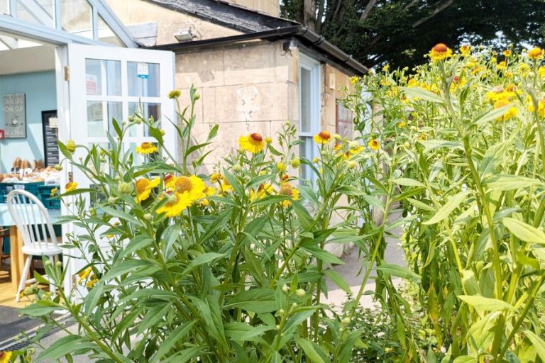 Garden featuring greenery and bright yellow flowers in the foreground. A stone building is in the background, with a glass panelled door open to show a glimpse of baked goods on display
