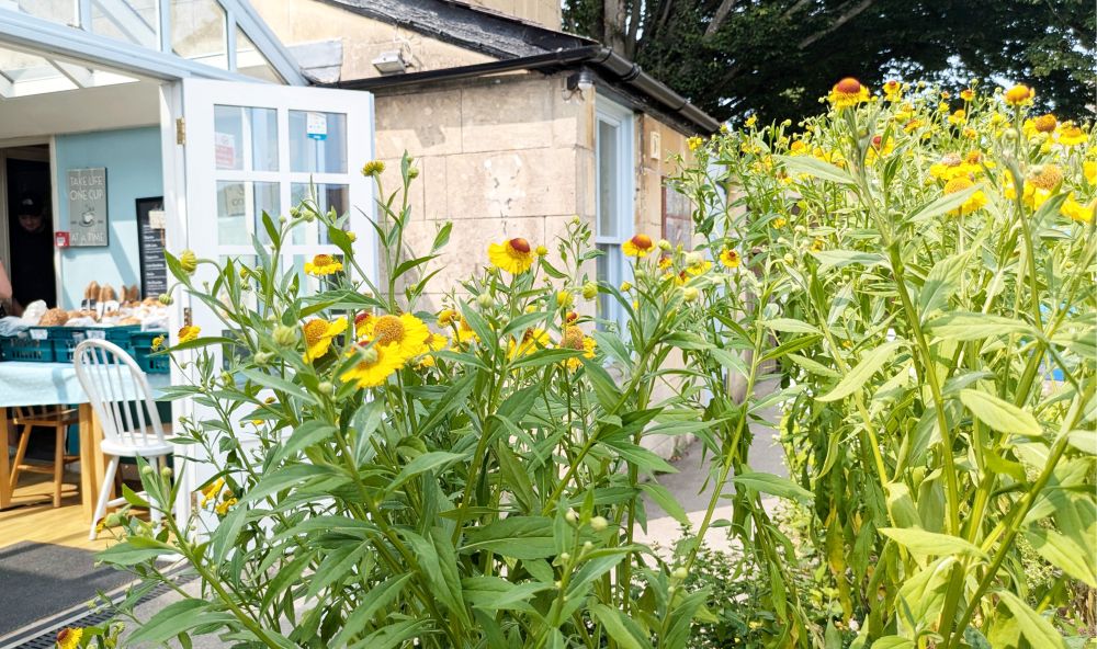 Garden featuring greenery and bright yellow flowers in the foreground. A stone building is in the background, with a glass panelled door open to show a glimpse of baked goods on display