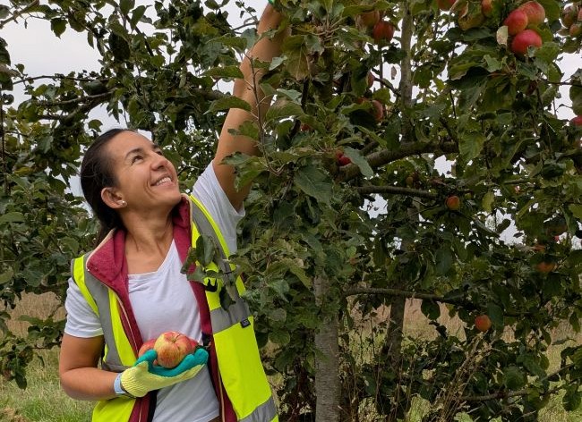 Woman with dark brown hair wearing a white t-shirt and red bodywarmer under a yellow high vis vest reaches up to pick an apple from a tree. She is smiling and her other hand has a green glove on and is holding three apples. The apple tree and grass beyond is visible in the background